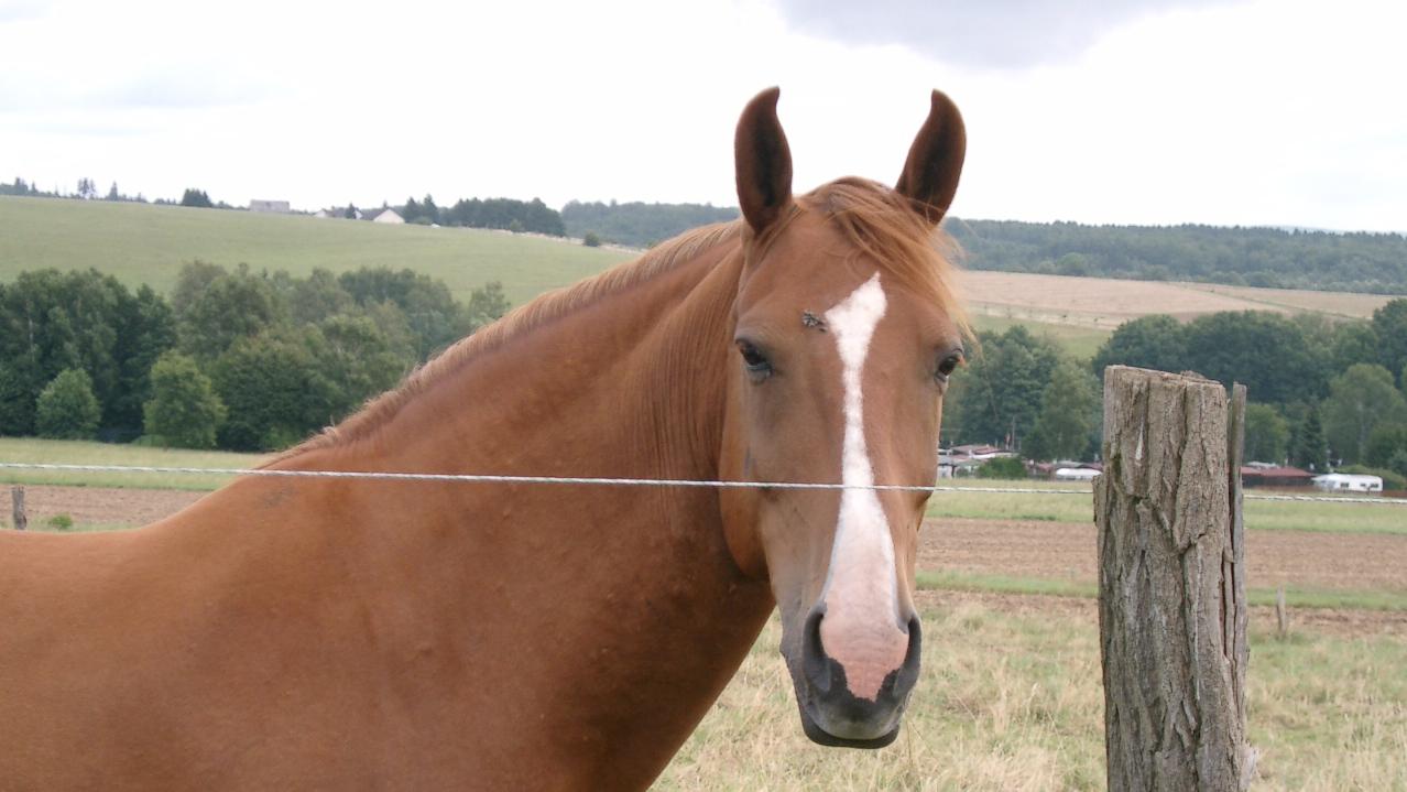 Ein braues Pferd an einem Weidezaun